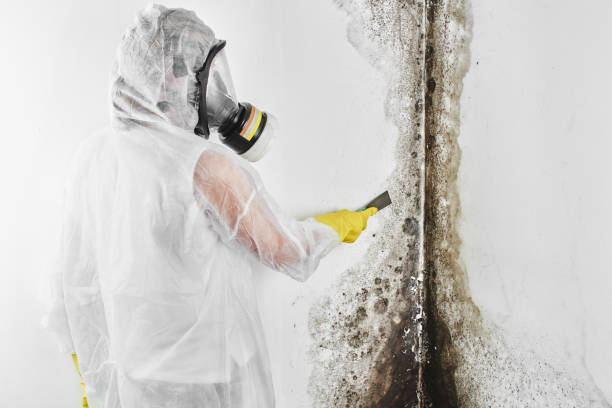 Best Affordable Mold Removal  in Santa Clara, UT
