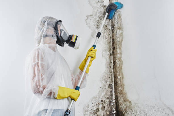 Best Mold Cleaning Services  in Santa Clara, UT