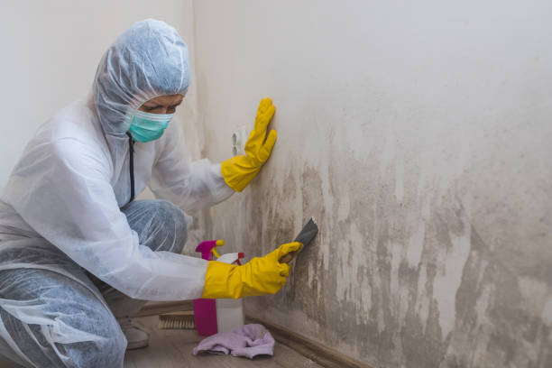 Best Emergency Mold Removal  in Santa Clara, UT