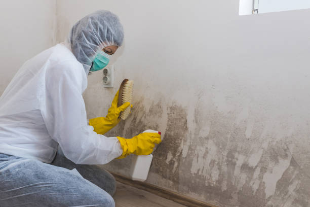Reliable Santa Clara, UT Mold Removal Solutions