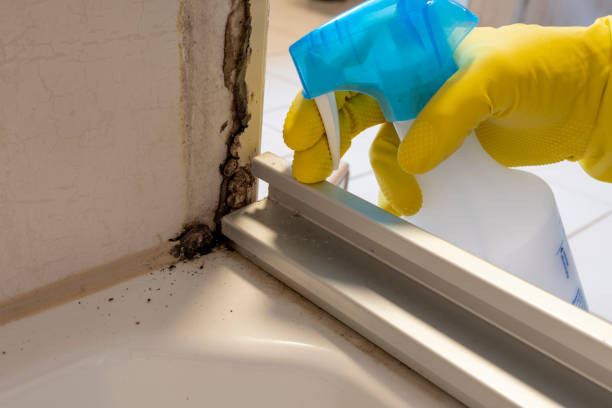 Best Mold Damage Repair  in Santa Clara, UT