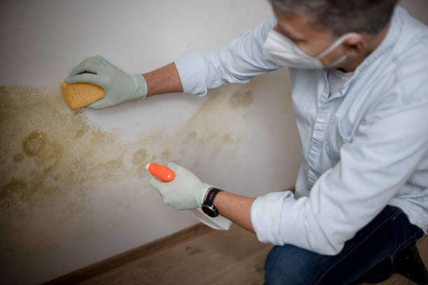 Best Home Mold Removal  in Santa Clara, UT