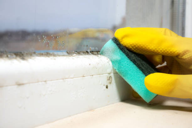 Best Black Mold Removal  in Santa Clara, UT