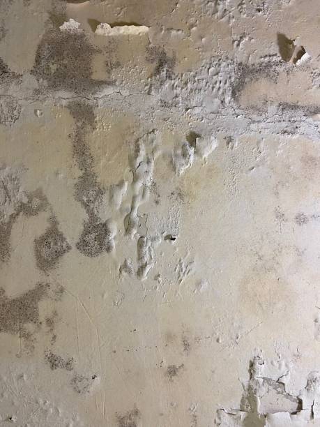Best Mold Remediation  in Santa Clara, UT
