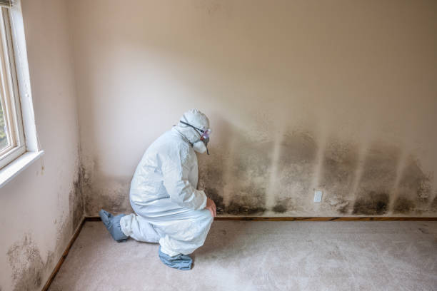 Best Commercial Mold Removal  in Santa Clara, UT