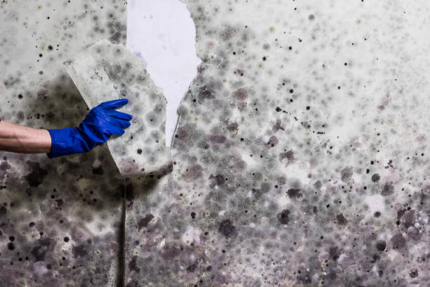 Best Toxic Mold Removal  in Santa Clara, UT