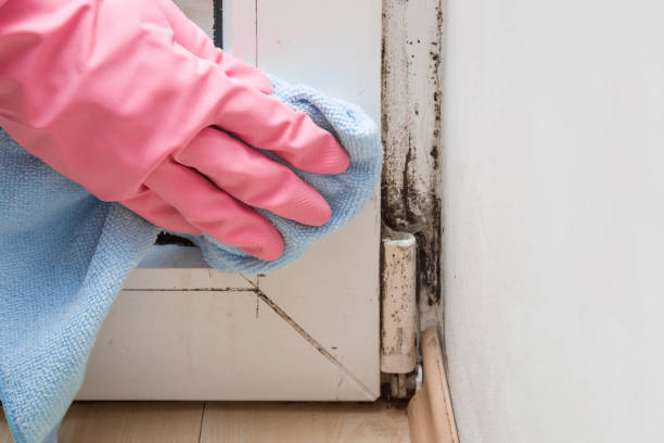Best Office Mold Removal Services  in Santa Clara, UT